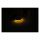 Custom Dynamics Eclipze® LED fork wrap around turn signal