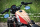 Dirt Track handlebar Sportster (FR)