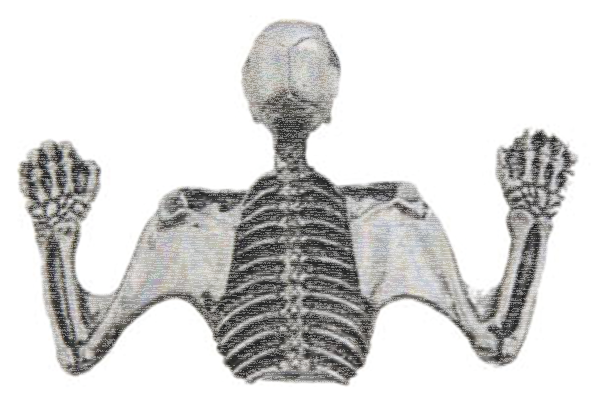 7" Headlamp Visor Ornament Skull Chrome (ES)