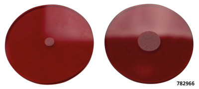 Lens set inserts tail/stoplight WLC1942 (ES)