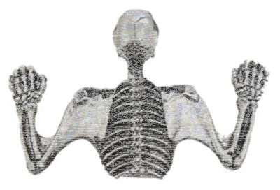 7" Headlamp Visor Ornament Skull Chrome (GB)